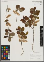 Foto von Salix aurita L.